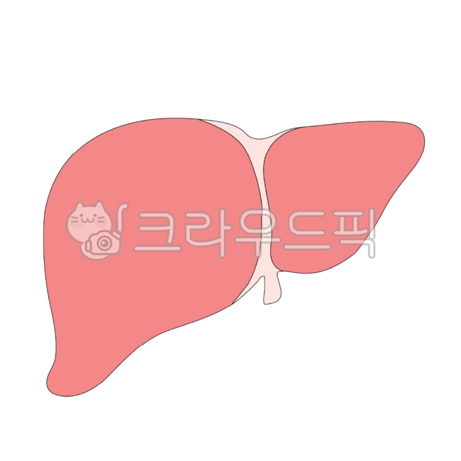 간,인체기관,장기,해부,지방간,body,메디컬일러스트,liver