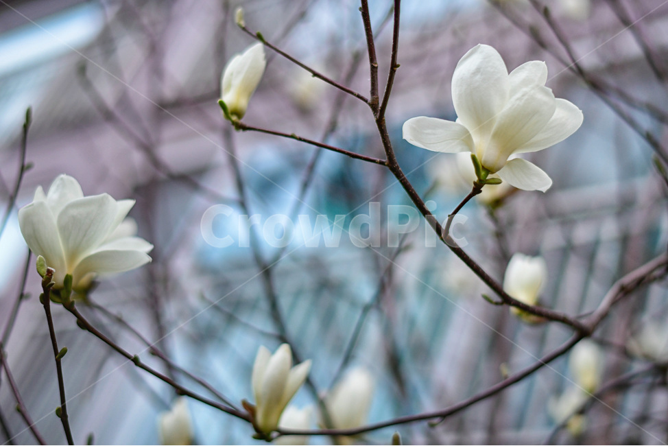 pottery,자연,봄꽃,blossom,petal,꽃잎,flower,꽃,plant,식물,목련나무,흰꽃
