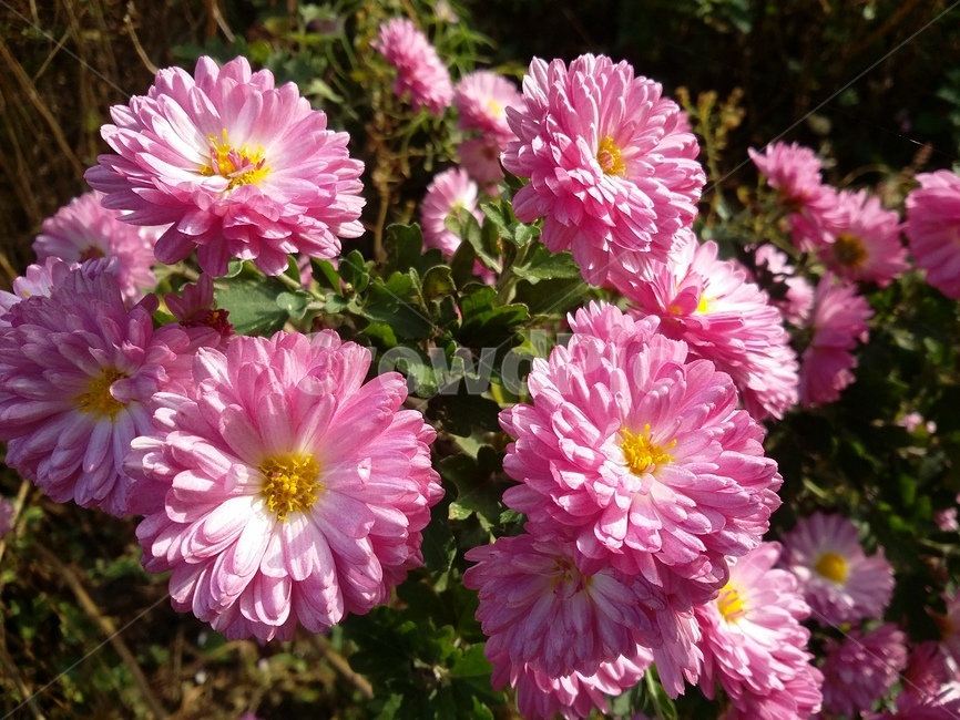 plant,식물,flower,꽃,자연,식물,자연,plants,nature,꽃,flower