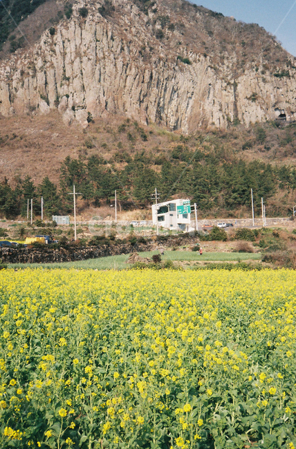 제주도,산방산,유채꽃,봄,jeju,flower,노란꽃