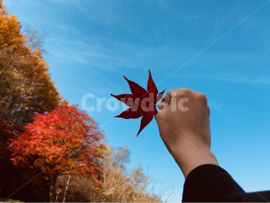 단풍,숲속,가을나무,가을단풍,가을하늘
