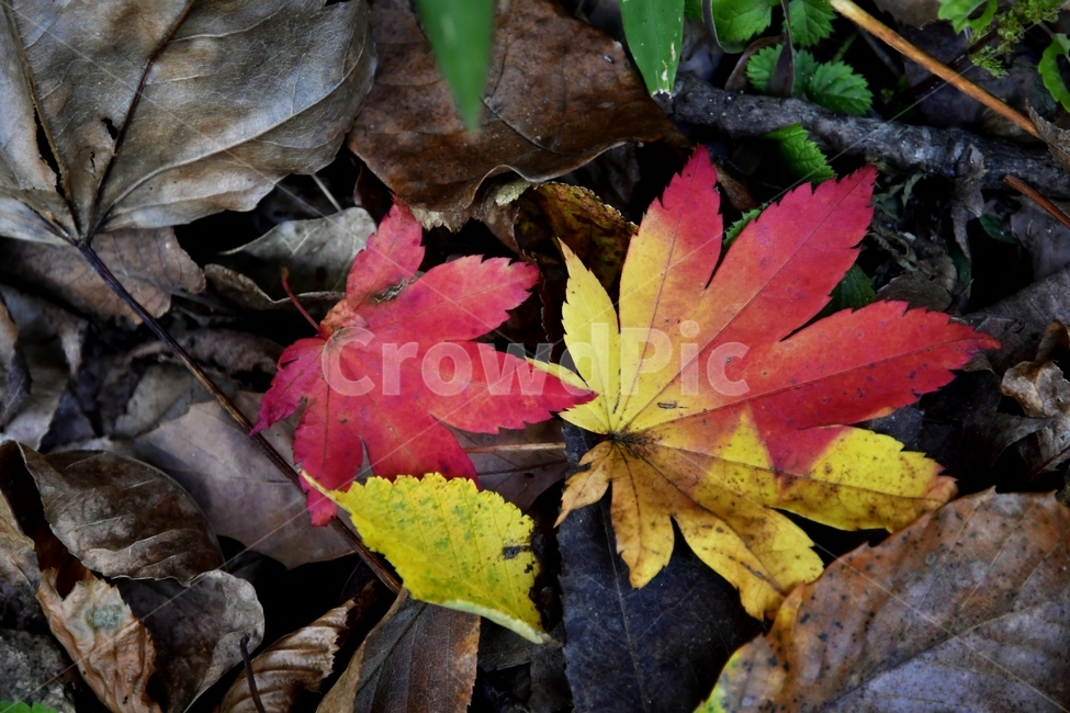 가을,낙엽,단풍,붉은낙엽,노랑색,붉은색,가을,계절,fall,autumn,season,plant,식물,leaf,잎,tree,나무