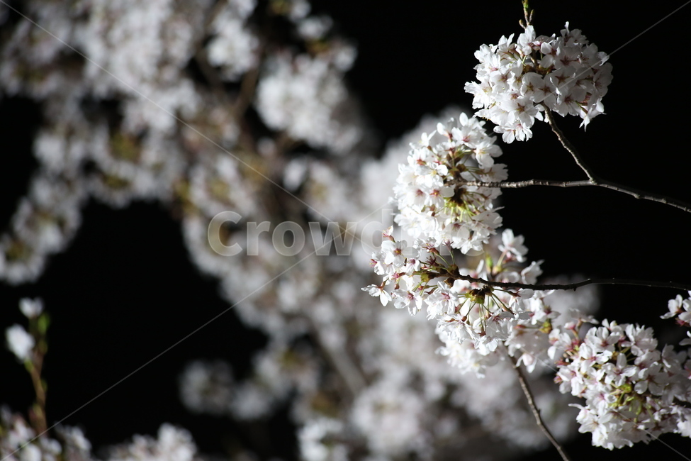 봄,야경,벚꽃,흰색,야간촬영,봄,계절,spring,season,식물,자연,plants,nature,꽃,flower,plant,blossom,cherry blossom