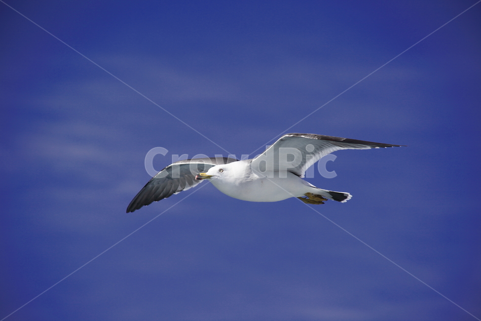갈매기,바다새,대형조류,commongull,mewgull,laruscrassirostris,괭이갈매기,동물,animal,조류,새,birds