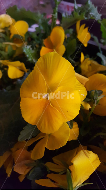 봄,식물,근접,꽃,flower