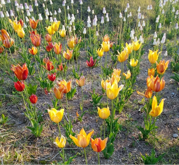 튤립,tulip,백합과,식물,꽃,구근초,여러해살이화초,식물,자연,plants,nature,꽃,flower