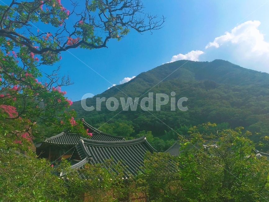 하늘,절,산,자연,숲속,나무,꽃,기와,풀,초록,푸른,구름,산속