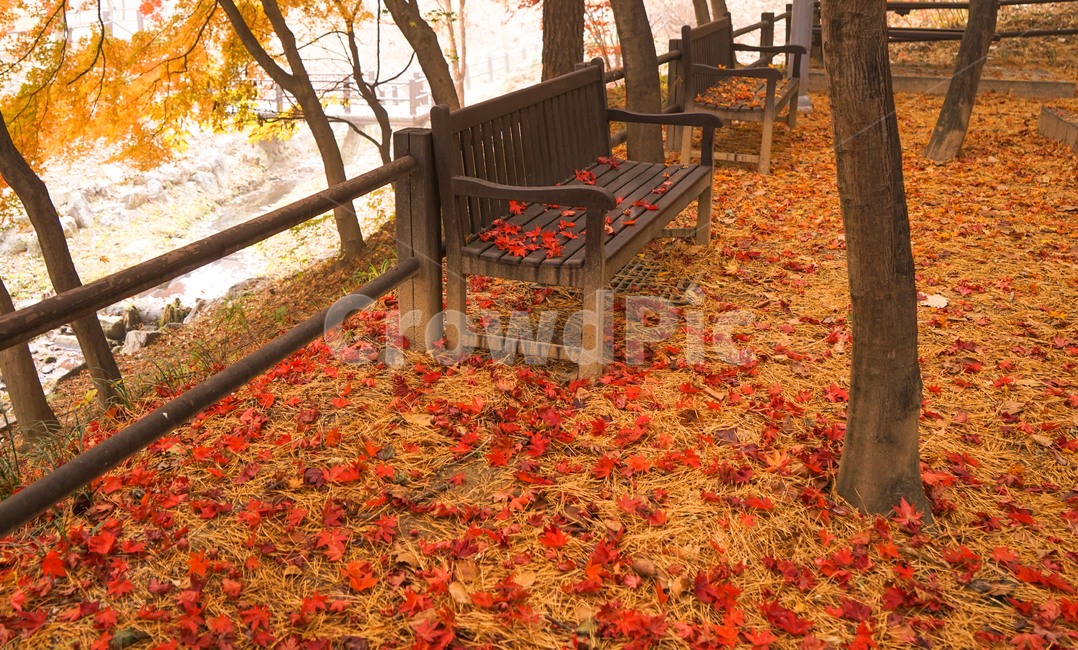 가을,단풍,낙엽,의자,공원,벤치,계절,감성,나무,숲,가을,계절,fall,autumn,season,휴식,힐링,rest,relaxation,healing,leaf,잎,plant,식물,tree,maple