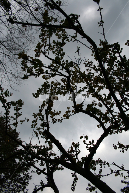 가을,나무,잎,단풍,고독,그림자,하늘,plants,nature,가을,계절,fall,autumn,season,식물,자연,plants,nature,나무,trees,wood,실루엣,그림자,silhouette,shadow,tree,plant
