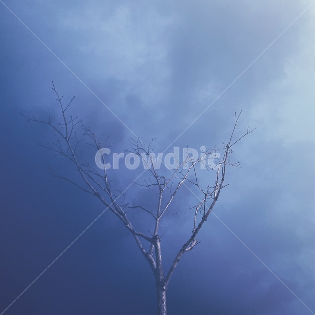 나무,남색하늘,흐린하늘,나뭇가지,tree