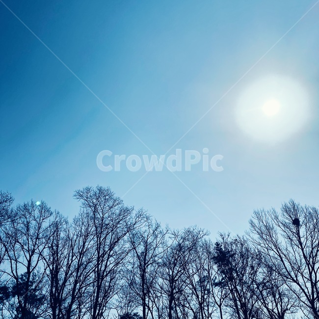 nature,자연,outdoors,sky,tree,옥외,태양