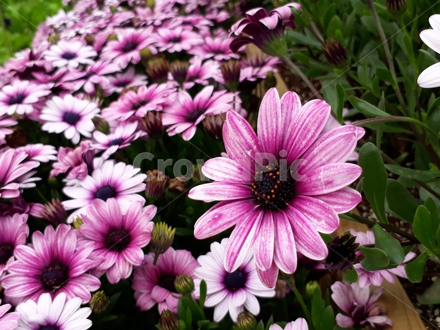 꽃,자연,식물,배경,감성,힐링,식물,자연,plants,nature,꽃,flower