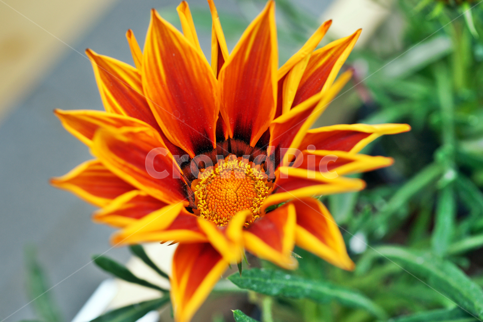 가자니아,국화과,관상용,태양국속,남아프리카,식물,자연,plants,nature,꽃,flower