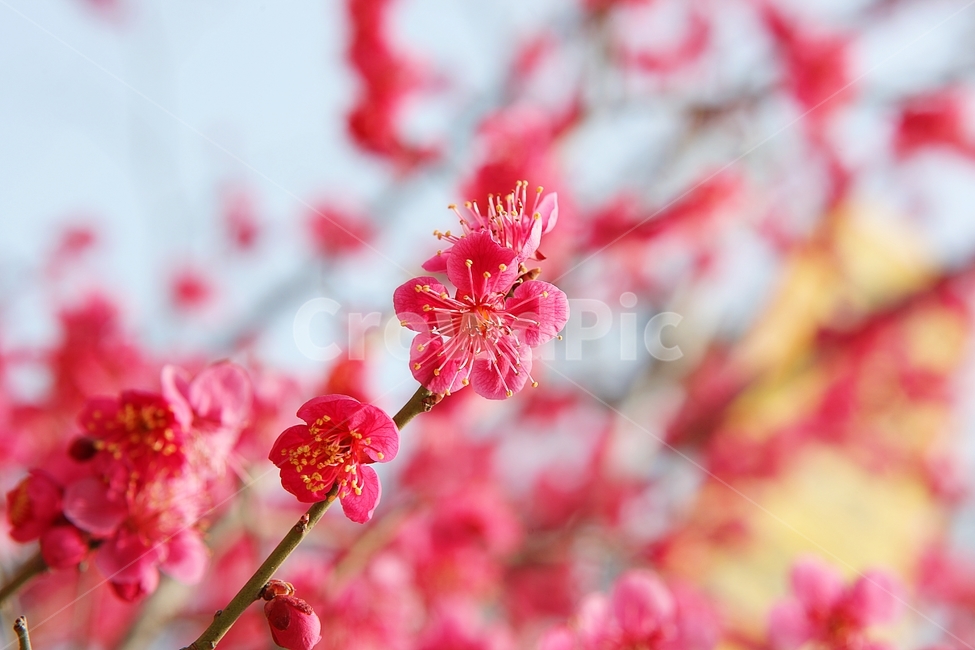 매화,홍매화,매화꽃,꽃,봄꽃,봄,식물,자연,공원,꽃잎,식물,자연,plants,nature,꽃,flower
