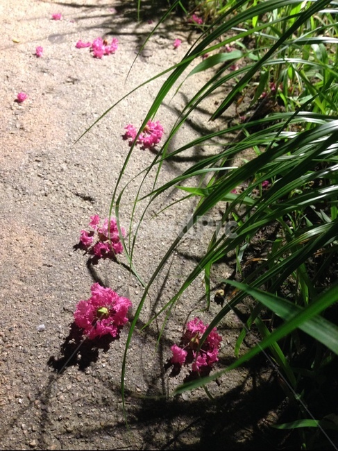 꽃,여름,청계천,낙화,산책,야경,빛,감성사진,스냅,식물,자연,plants,nature,꽃,flower