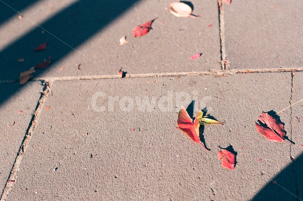 plant,식물,leaf,잎,땅,길거리,낙엽,가을,계절,fall,autumn,season