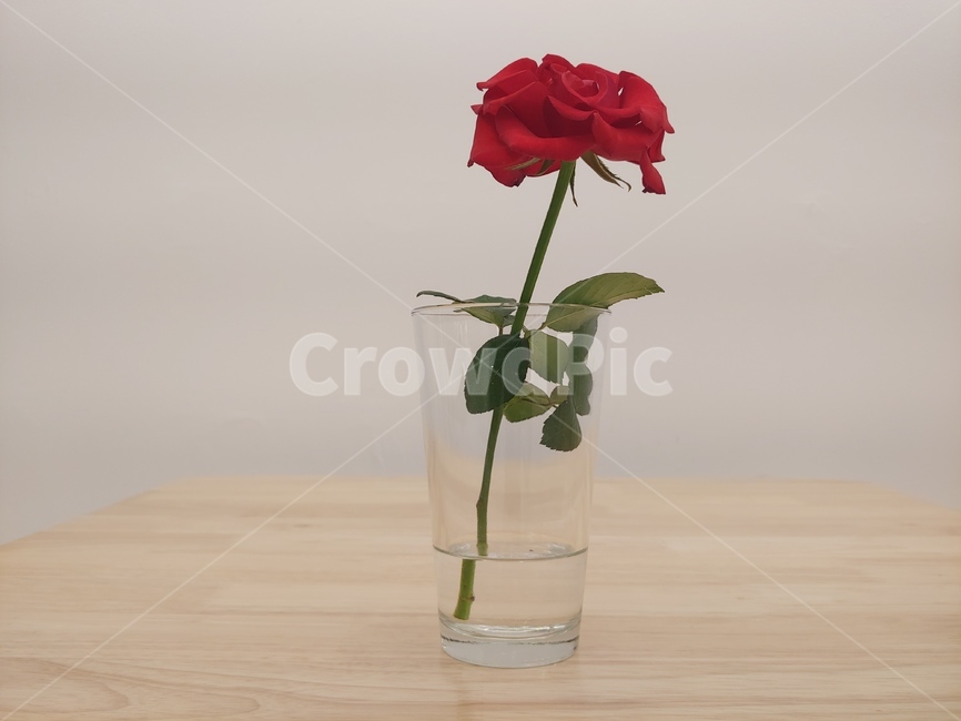 장미,꽃병,병,물,꽃,빨간꽃,빨간색,자연,한송이,식물,flower,blossom,plant,rose,식물,자연,plants,nature,꽃,flower