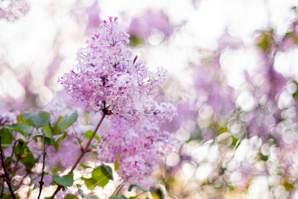 봄,꽃,보라색꽃,라일락,보케,봄,계절,spring,season,식물,자연,plants,nature,꽃,flower,휴식,힐링,rest,relaxation,healing,plant,blossom