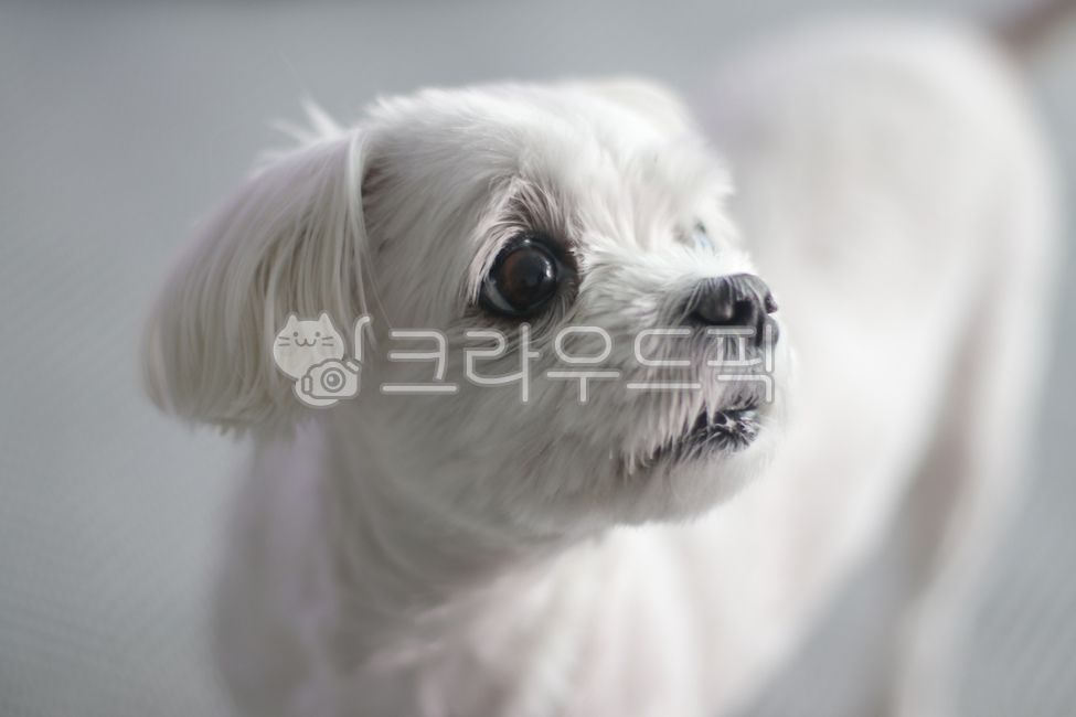 강아지,말티즈,애완견,애완동물,반려견,동물,펫,개,애완동물,puppy,pet,눈동자