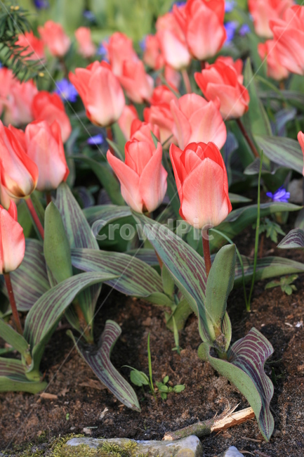 꽃,정원,튤립축제,식물,꽃밭,튤립,빨간꽃,분홍튤립,빨간튤립,분홍색꽃,pinktulip,flower,garden,tulip,redtulip,redflower,cutetulip,식물,자연,plants,nature,꽃,flower