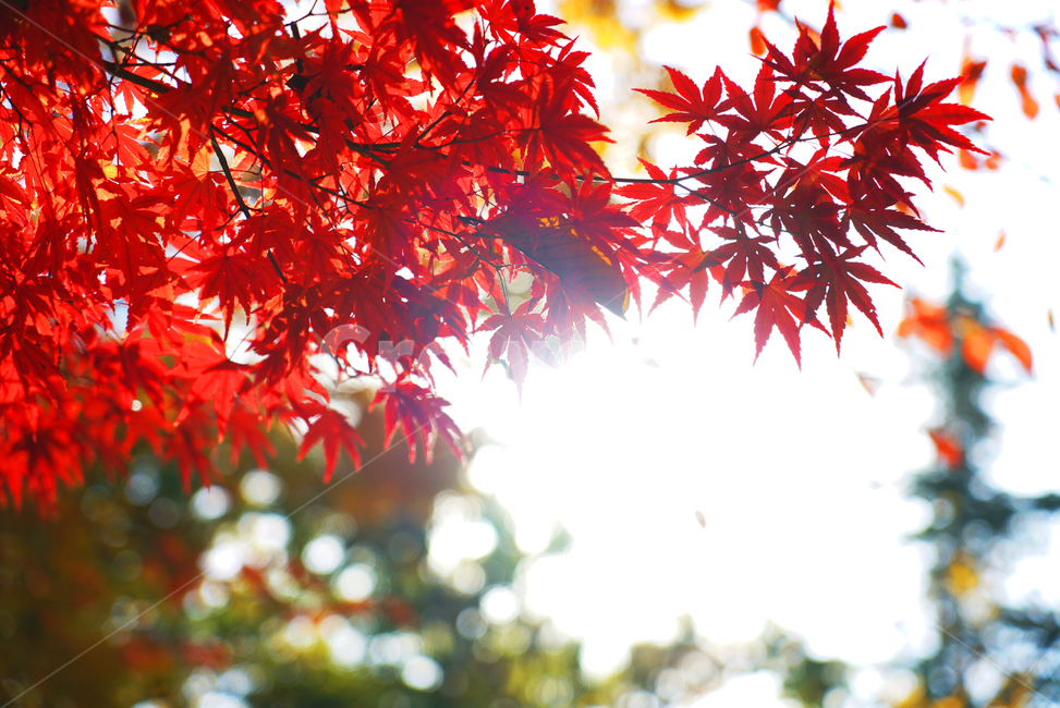 가을,단풍,산책,공원,천고마비,가을,계절,fall,autumn,season,식물,자연,plants,nature,plant,leaf,잎,tree,나무,maple