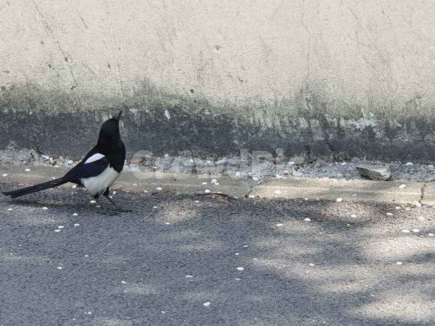 동물,새,까치,animal,bird