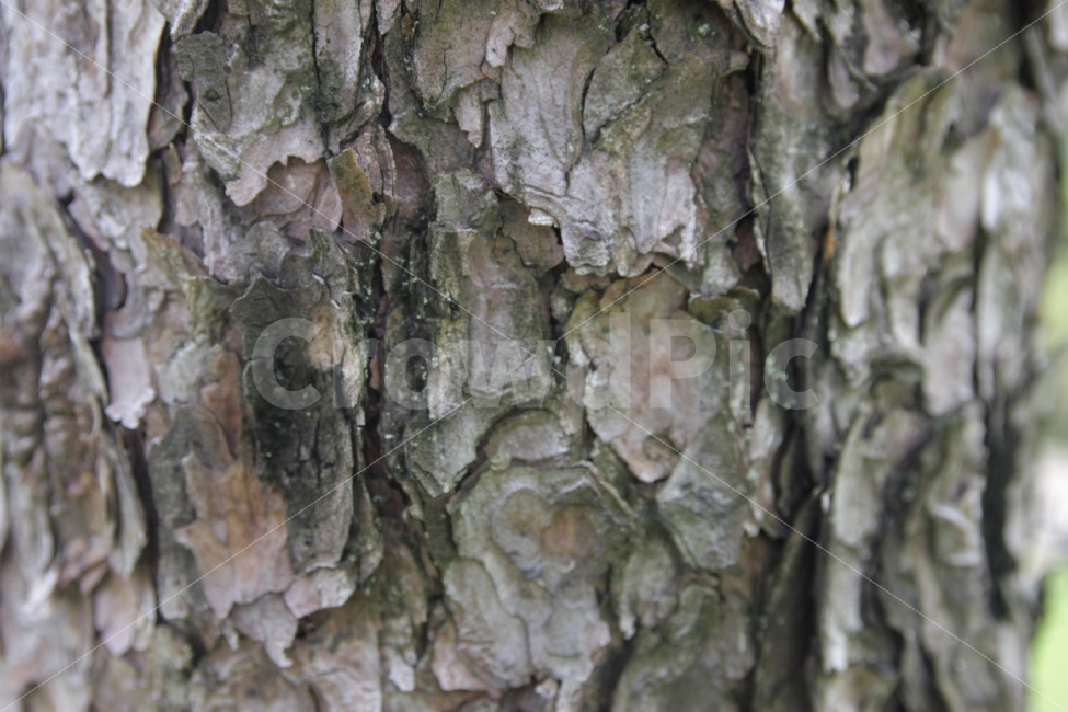 나무,나무껍질,껍질,재질,패턴,비늘,texture,pattern,tree,thebarkofatree,skin,식물,자연,plants,nature,텍스처,질감,패턴,texture,pattern