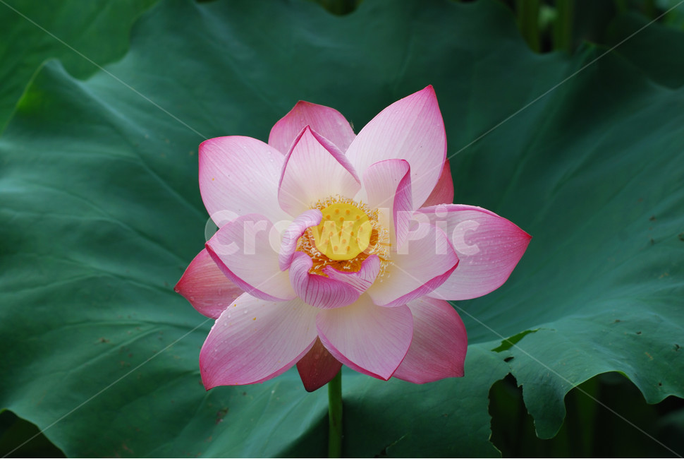 관곡지,시흥연꽃테마파크,연술,연꽃,연잎,식물,자연,plants,nature,꽃,flower
