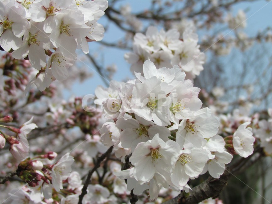 봄,벚꽃,cherryblossom,flowers,봄꽃,벚꽃나무,계절,spring,식물,자연,plants,nature,wood,trees,감성,식물,자연,plants,nature,꽃,flower