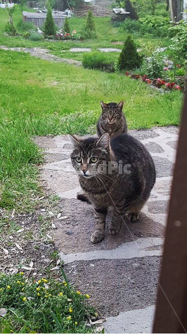 고양이,잔디,정원,길,들꽃