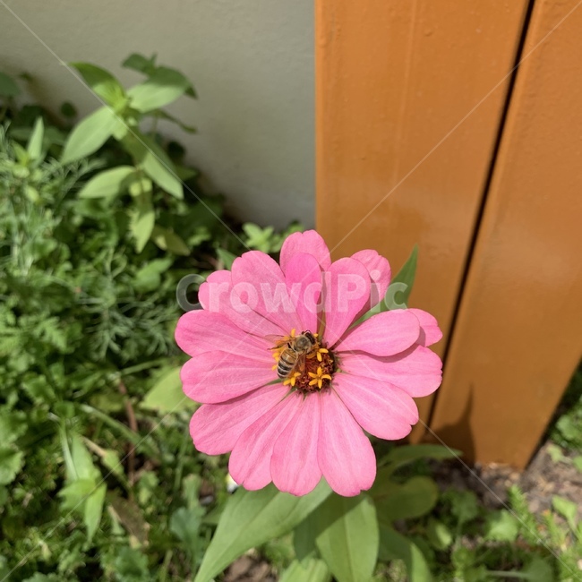 blossom,꽃,flower,plant,백일홍,식물,벌,꿀벌,bee