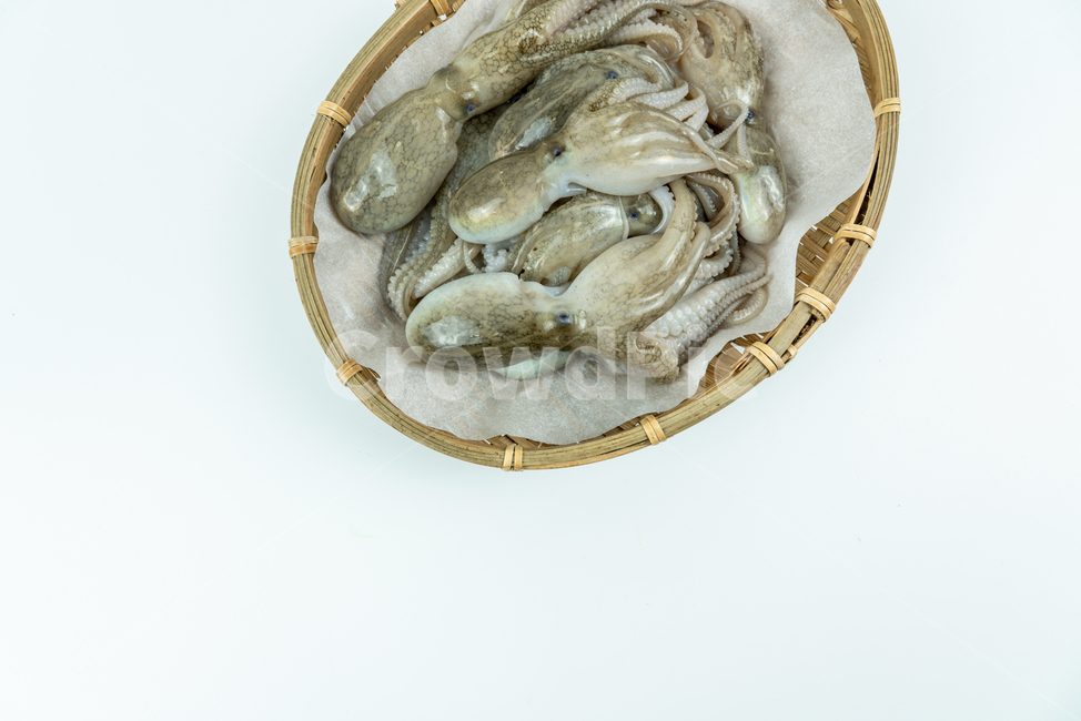 해산물,해물,낙지,주꾸미,요리재료,음식재료,어류,해양생물,문어,싱싱한,신선한,요리,음식,식품,누끼,동물