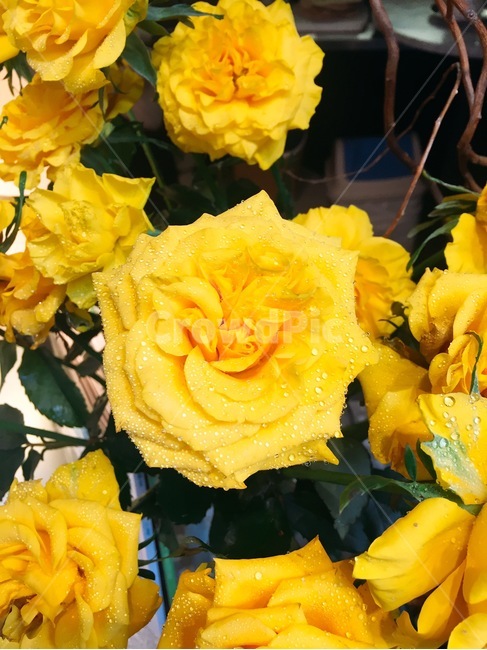 야생,장미,노랑장미,촉촉,꽃,샛노랑,rose