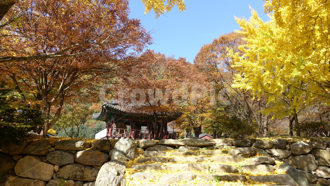 자연,nature,가을,yellow,낙엽,단풍,은행나무,사찰,temple,tree,나무