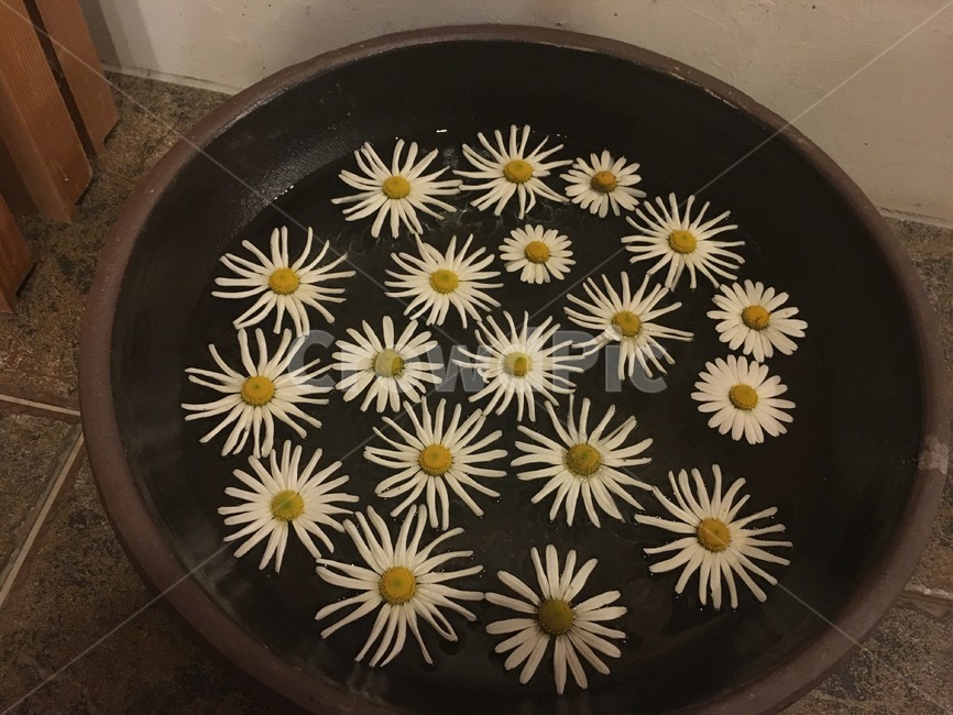 국화차,한옥카페,국화꽃,한옥,고풍스러움