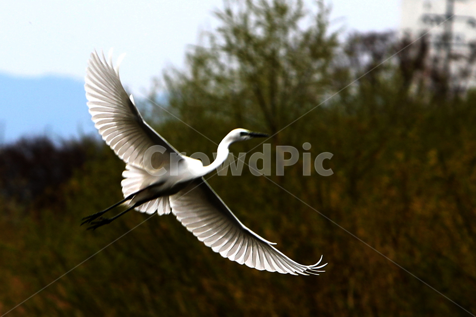 조류,bird,새,야생조류,오리,백로,외가리,동물,animal,조류,새,birds