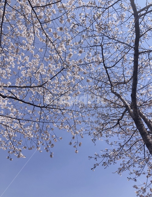 벚꽃,봄,하늘배경벚꽃,봄하늘,팝콘벚꽃