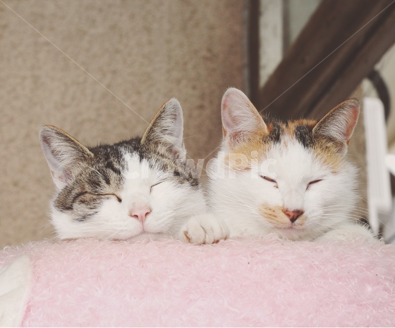 동물,시골냥,고양이,야옹이,cat,동물,animal,포유류,mammal,고양이,cat,kitten,kitty