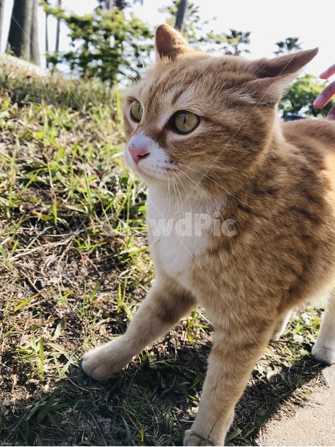 길고양이,길냥이,고양이,생물,동물,개냥이
