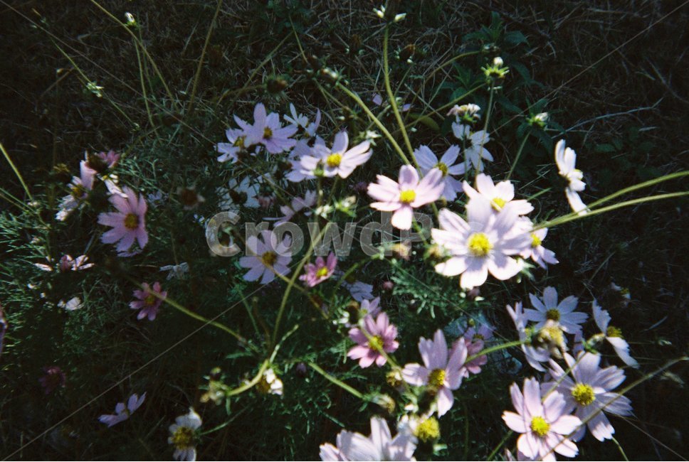 꽃,plant,식물,flower,자연,필름카메라,필름,필카,film