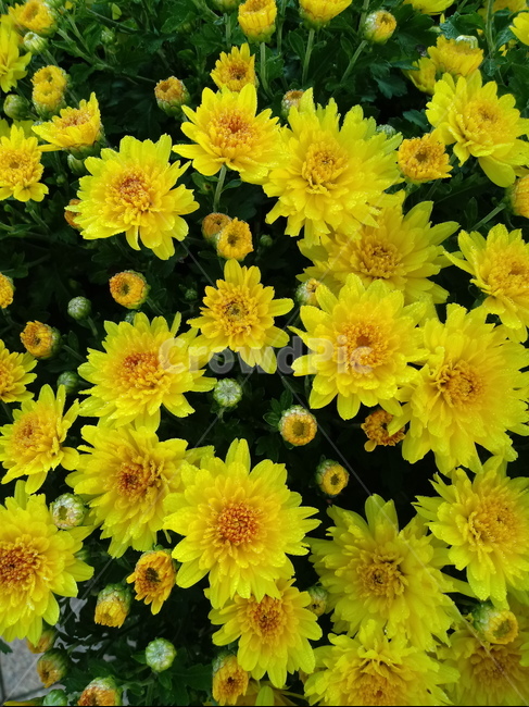 국화,꽃,식물,flower,plant,노란색꽃,식물,자연,plants,nature,꽃,flower