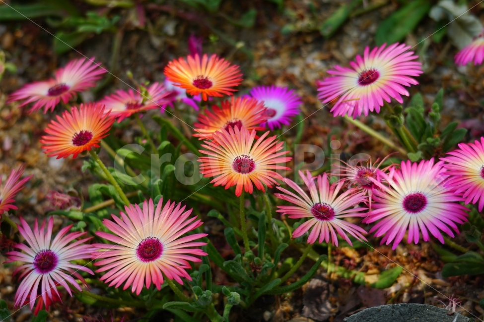 리빙스턴데이지,꽃,플라워,식물,자연,봄,5월,flower,nature,spring,꽃사진,감성,감성사진,힐링,힐링사진,느낌,분위기,화사한,화사하다,밝은,밝다,싱그러운,싱그럽다,싱싱하다,싱싱한,순수,순수하다,순수한,깨끗한,깨끗하다,깨끗,feel,feeling,식물,자연,plants,nature,꽃,flower