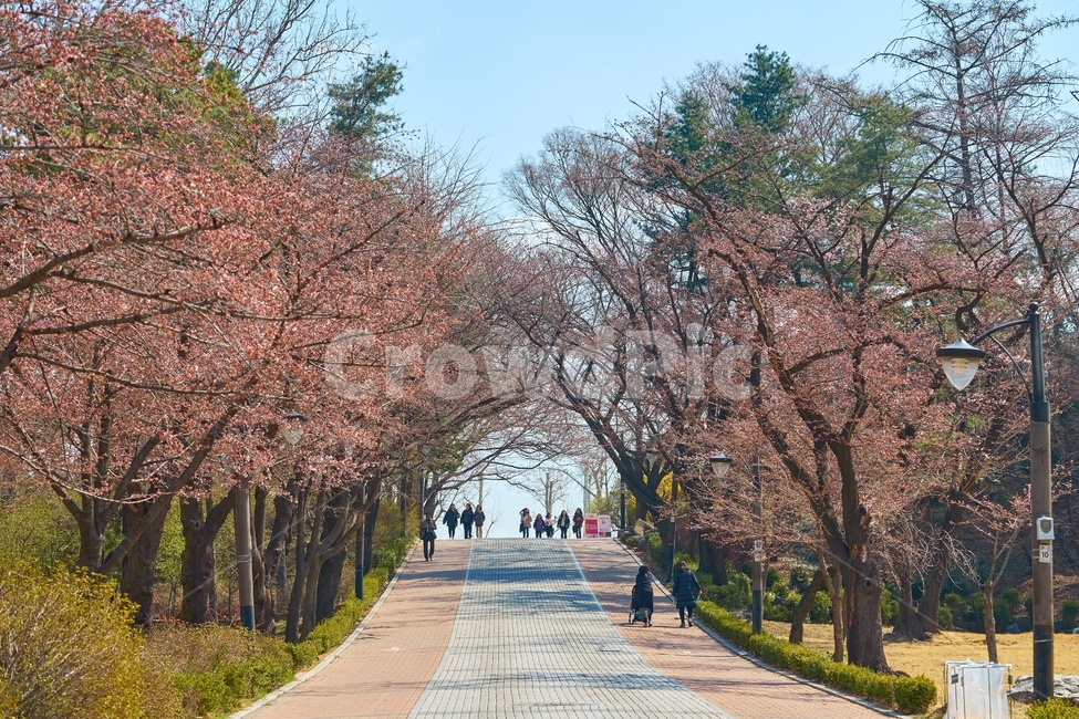 어린이대공원,벚꽃,봄,공원,산책,나들이,보도,하늘,sky,spring,road,picnic,길,한적한