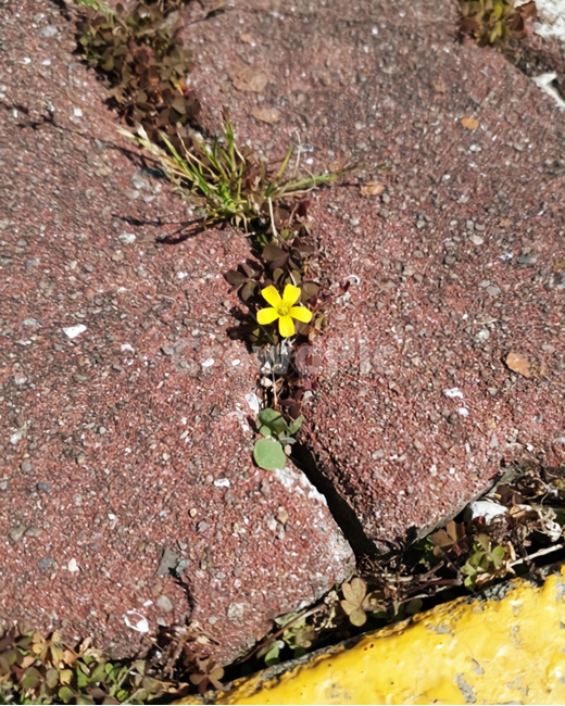 식물,꽃한송이,작은꽃,노란색,봄,plant,flower,floret,floweret,yellow,spring,ground,바닥,road,도로,자연