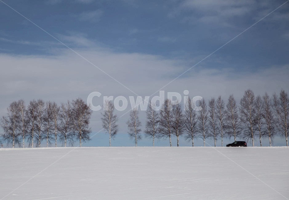 겨울,눈,홋카이도,북해도,비에이,겨울,계절,winter,season,자연,풍경,nature,landscape
