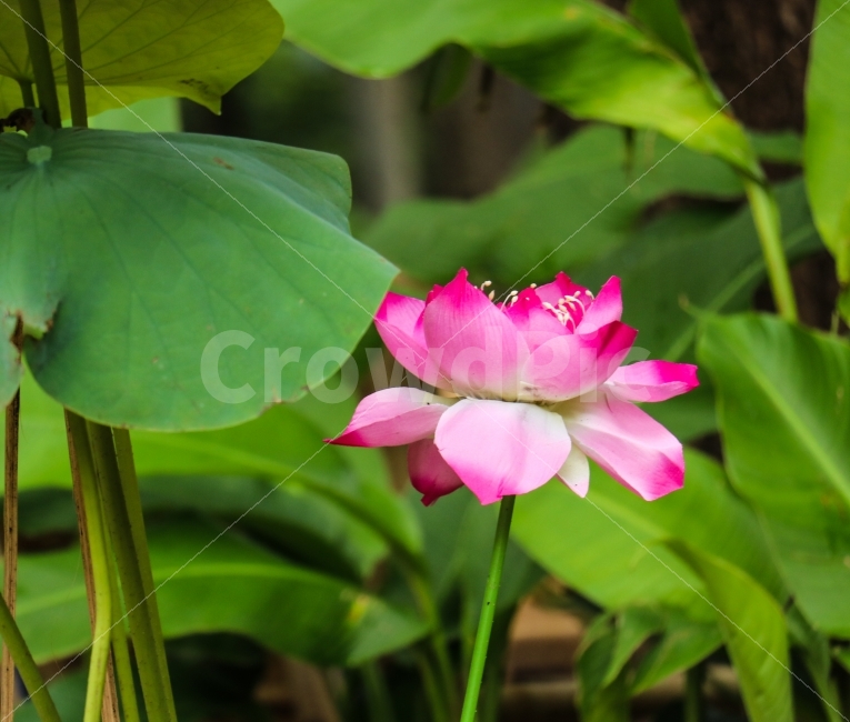 여행,연꽃,플라워,꽃,flower,식물,자연,neture,식물,자연,plants,nature,꽃,flower