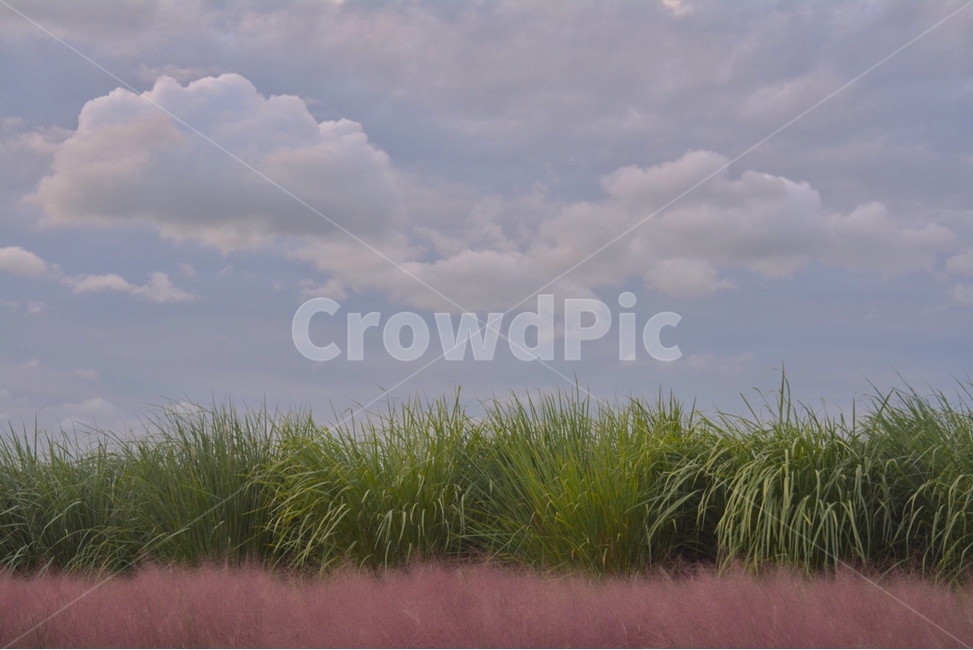 plant,식물,초목,bush,부시,vegetation,구름,하늘,풀,핑크뮬리,자연,날씨,weather,cloud,자연,풍경,nature,landscape