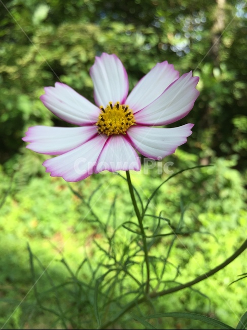 pollen,화분,plant,식물,분홍,코스모스,식물,자연,plants,nature,꽃,flower