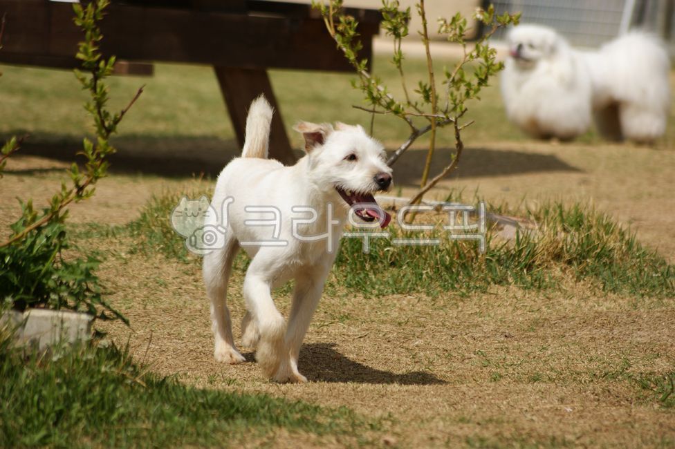 개,강아지,반려견,하얀개,시고르자브종,반려동물,애완견,애완동물,동물,포유류,잡종,흰색,하얀,털,혀,혓바닥