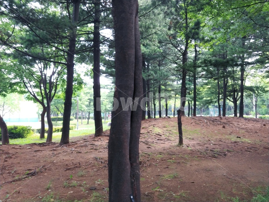 초록색,나뭇잎,나무,자연,nature,green,풍경,공원